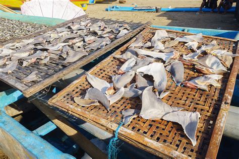 shark finning happen