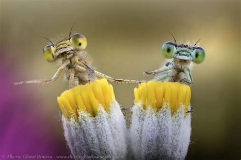 20 Examples Of Stunning Macro Photography | FREEYORK