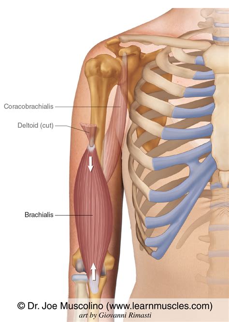 Brachial Muscles