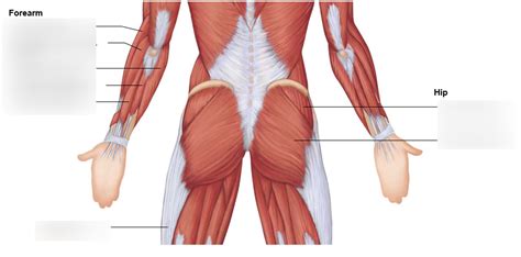 Posterior Middle Diagram | Quizlet