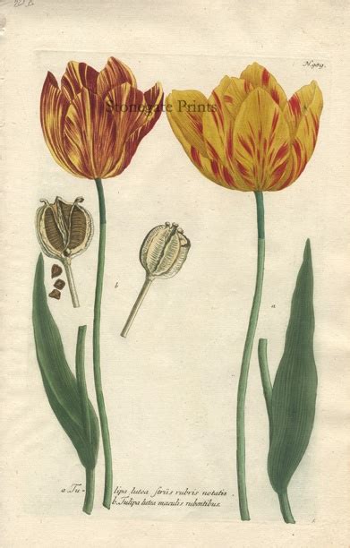 Yellow and Red Variegated Tulips - Stonegate Rare Antique Prints