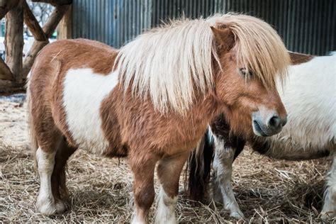 Small Horse, Big Heart — FYIpets