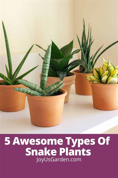 What Kind Of Plant Food For Snake Plant at Cameron Cousin blog