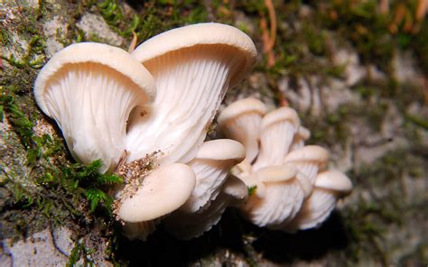 Oyster Mushrooms (Pleurotus ostreatus) | Curbstone Valley