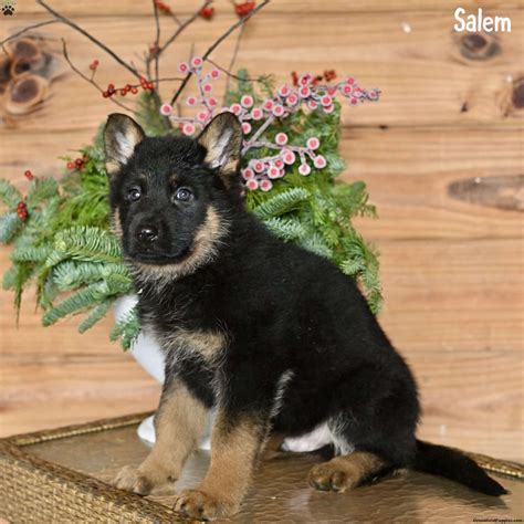 Salem - German Shepherd Puppy For Sale in Pennsylvania