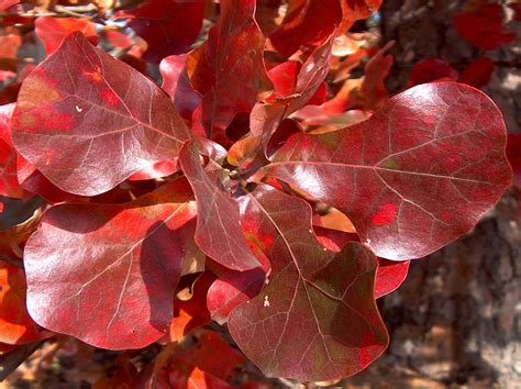 Blackjack Oak Tree at Eden Disney blog