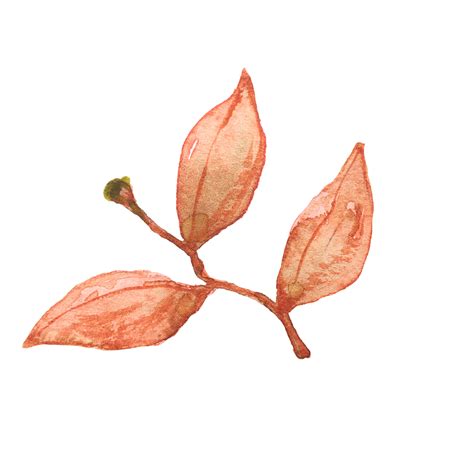 Watercolor Clip Art,Many Colored Leaves 15082481 PNG