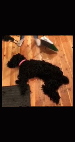 Shocked Dog GIF - Shocked Dog Scared - Discover & Share GIFs