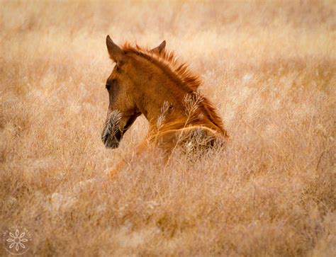 wild colt resting linda dalton walker paintings  photography