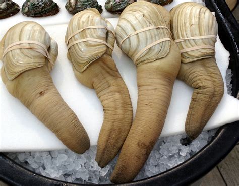 Live Geoduck (pronounced "gooey duck") | HMart, Korean-Orien… | Flickr
