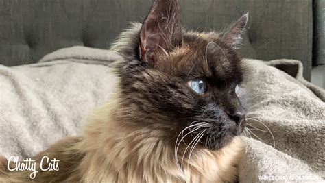 Chatty Cats: Grabby Paws, Bleps and More! - Three Chatty Cats