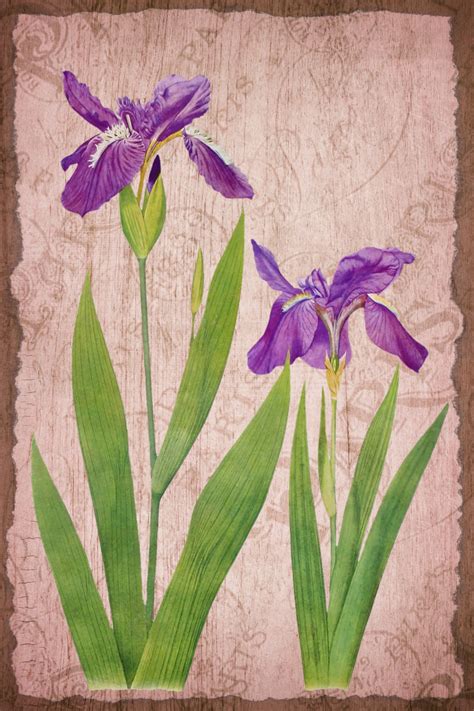 Vintage Floral Art Illustration Free Stock Photo - Public Domain Pictures