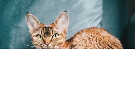 Devon Rex: Cat Breed Profile, Characteristics & Care