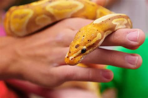 complete guide  albino ball pythons fdjy