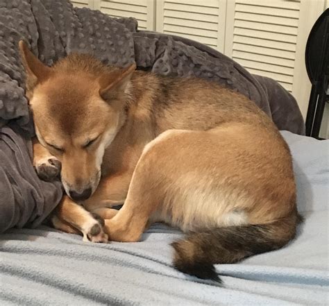 My dog has been missing for over three months. I think someone might