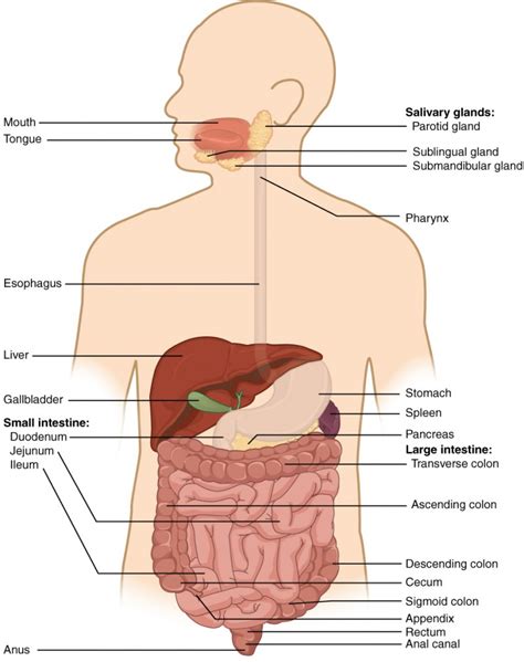 Human Digestive System Diagram Labeled