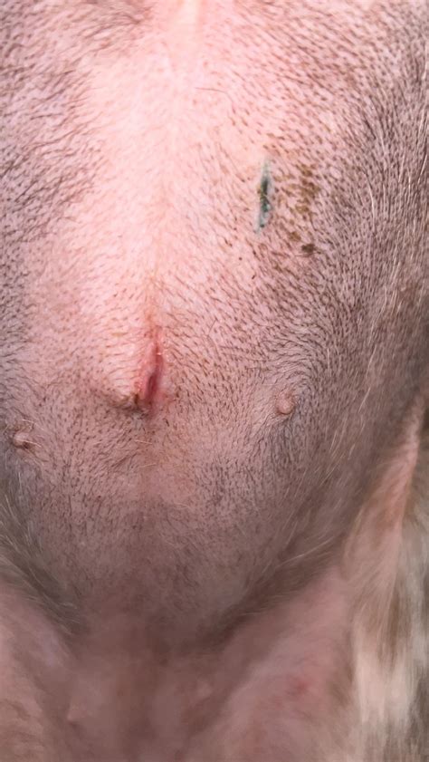 Infected/open spay incision site? : r/vet