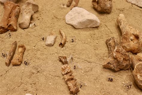 Ancient Mega-Dwarfs Mystery Extinction Finally Solved - Newsweek