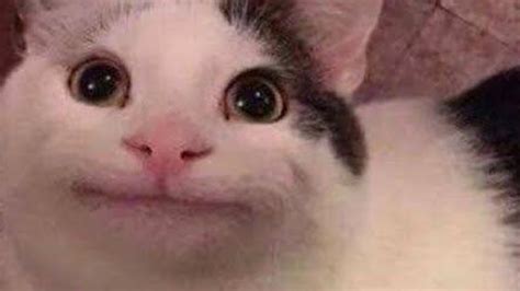 Beluga : r/funny_cats_and_dogs