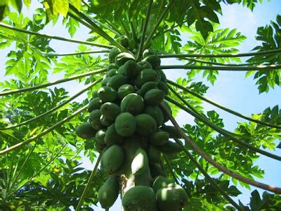 la papaya