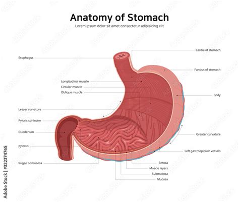 diagram  human stomach anatomy stock vector adobe stock