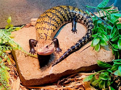 Blue Tongued Skink - Once in a Wild