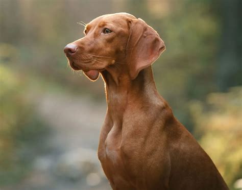 vizsla dog breed temperament care  health guide animal gator