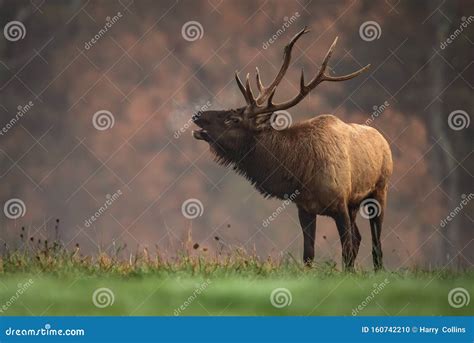 Elk during rut season stock photo. Image of looking - 160742210