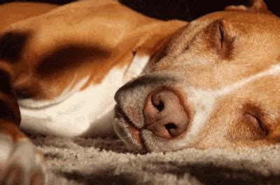 Waking Up Wake GIF - Waking Up Wake Dog - Discover & Share GIFs