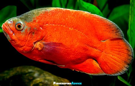 Oscar Fish Care Guide: Tank Setup, Diet, Tank Mates, & More