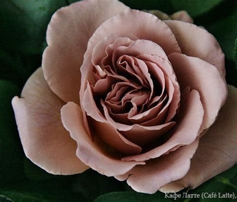 cafe latte rose | Rose, Flower names, Flowers