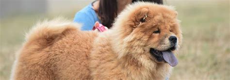 Personalidade Do Chow Chow - Informações Sobre a Raça e Características da Personalidade do Chow ...
