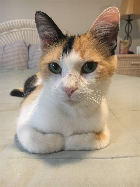 Calico cat names 250 great ideas for naming your calico kitten – Artofit