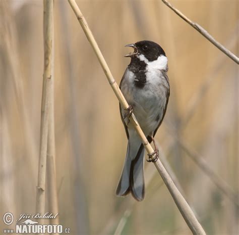 Reed Bunting - nest and nestlings Photos, Reed Bunting - nest and ...