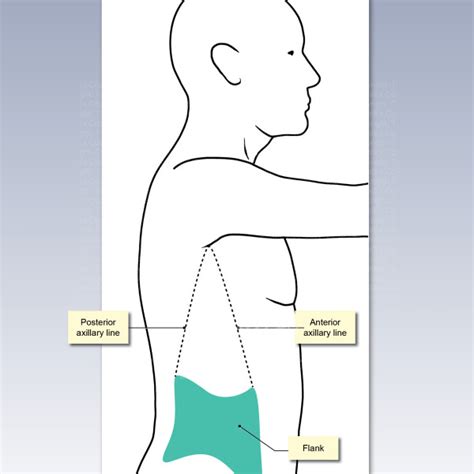 Flank Region of the Anatomy - TrialExhibits Inc.