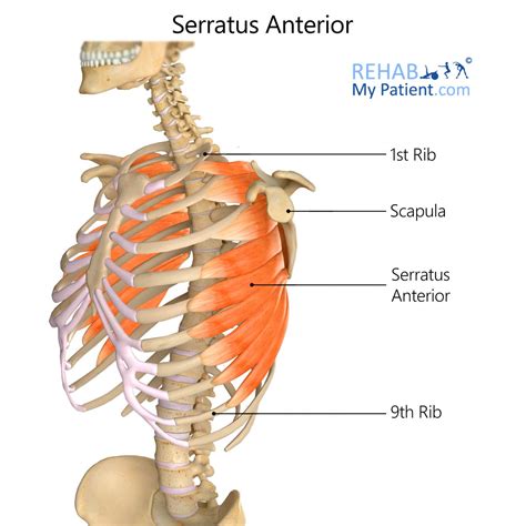 Serratus Anterior | Rehab My Patient