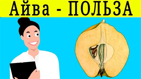 АЙВА ПОЛЬЗА АЙВЫ - кому нужно есть айву - YouTube