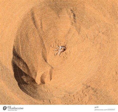 Wheel spider in desert sand - a Royalty Free Stock Photo from Photocase