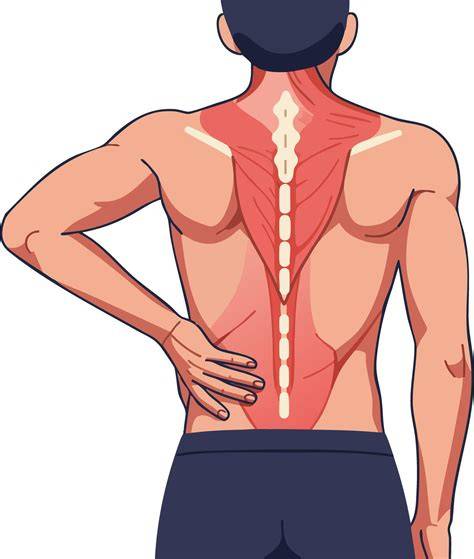 Human Back Muscles Anatomy Illustration Showing Spinal Column and