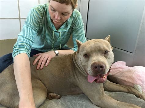 Hip Dysplasia Dogs Chiropractic at John Heidt blog