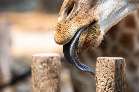 Cor Da Lingua Da Girafa - Língua da girafa - Cor, tamanho e curiosidades