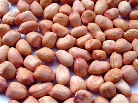 Арахис, сорт Краснодарец-14 — Arachis hipogaea L. (Бобовые — Fabaceae ...