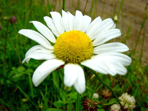 This Daisy Bloom Video: You WON'T Believe Your Eyes! Image 16