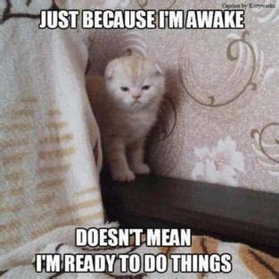 44 Funny Animal Memes With Captions - Animal Photos with Funny Captions