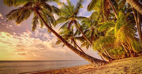 populating palmerston island  man  wives   desert island