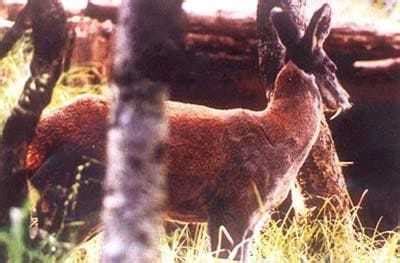 Himalayan Musk Deer