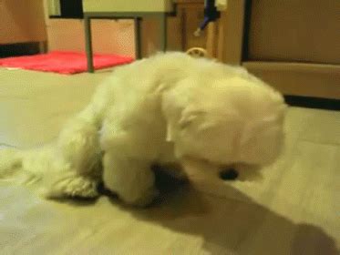 Sleep Mode: Engaged GIF - Dog Sleepy Cute - Discover & Share GIFs