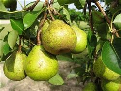 pear orient pear tree