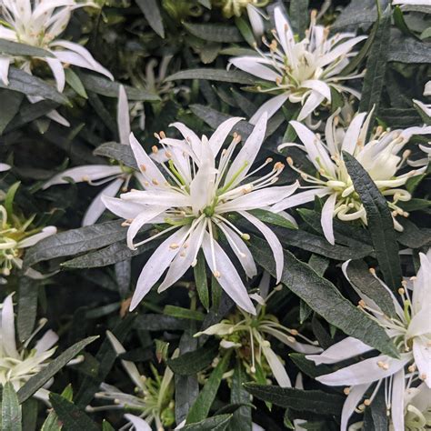 Evergreen Azalea 'Star Style' White - Evergreen Azaleas - Millais Nurseries
