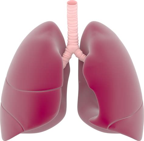 Lungs PNG